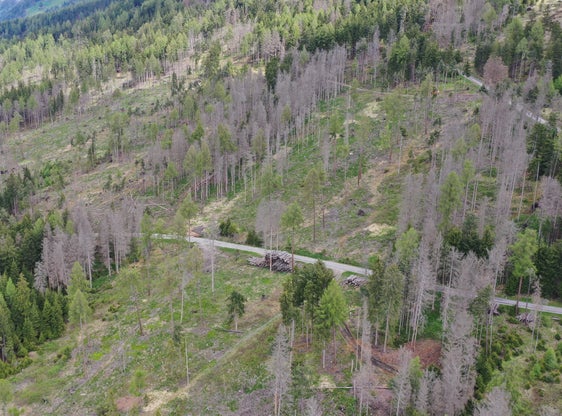 Uno degli obiettivi delle linee guida modificate è quello di proseguire la rimozione degli alberi danneggiati a seguito degli eventi naturali degli ultimi anni. (Foto: USP)
