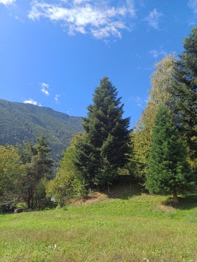 Diese Tanne war im Forstgarten Aicha vor circa 45 Jahren gesetzt worden. (Foto: LPA/Forstgarten Aicha/Markus Pfeifer)