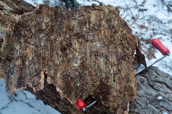 Accompagnati dal personale della Ripartizione foreste gli scienziati si recano nella foresta per raccogliere campioni da esaminare in laboratorio (Foto: Lucas Leander Geiger)
