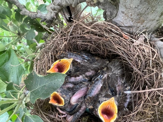 Die Singdrossel (Turdus philomelos) ist eine der häufigsten Vogelarten in Obstbaugebieten, neben der Wacholderdrossel. (Foto: LPA/Forststation Lana)