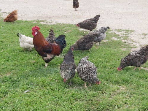 Per gli allevamenti più piccoli (fino a 49 bovini, 49 ovini/caprini, 9 equini, 39 suini, 499 polli o conigli, 9 ratiti, 19 alveari, 50 tonnellate di pesce), il numero di ore è ridotto del 30%. (Foto: USP/Ulrike Huber)