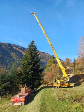 Il personale dell'Ispettorato forestale di Aica e di Moso ha iniziato a lavorare all'abbattimento dell'abete alle 8 del mattino del 5 novembre; la foto del capostazione dell'Ispettorato forestale di Moso in Passiria è stata scattata durante la procedura di carico dell'arbusto, attorno alle 10 del mattino. (Foto: USP/Vivaio forestale di Aica/Markus Pfeifer)