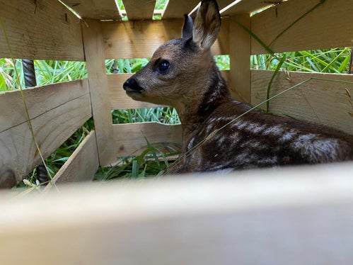 Die ausfindig gemachten Rehkitze werden in Kisten an den Wiesenrand gebracht und wieder freigelassen, wenn keine Gefahr mehr droht. (Foto: LPA/Südtiroler Jagdverband/Markus Gurschler)