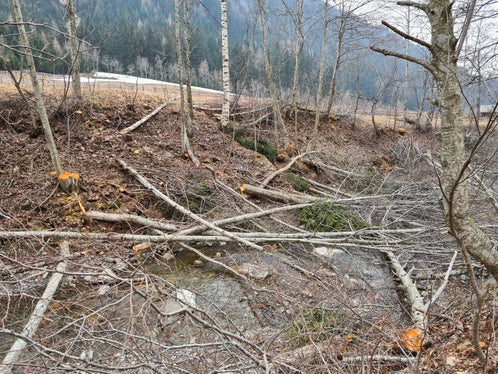 Zu den regelmäßigen Aufgaben der WIldbachverbauung gehört auch die Pflege der Ufervegetation. Im Bild eine Momentaufnahme während der Durchforstung am Waltnerbach im Passeiertal. (Foto: LPA/Landesamt für Wildbach- und Lawinenverbauung West)