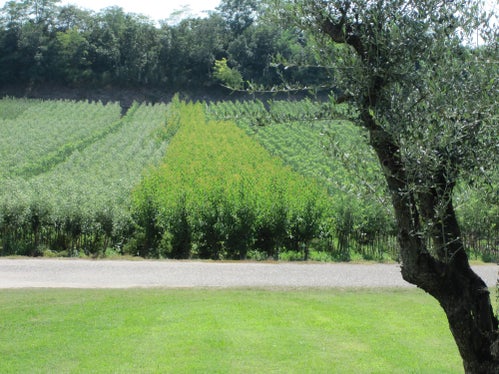 Von Südtirol betriebene Baumschule in der Lombardei (Foto: LPA/Landespflanzenschutzdienst in der Landesabteilung Landwirtschaft)