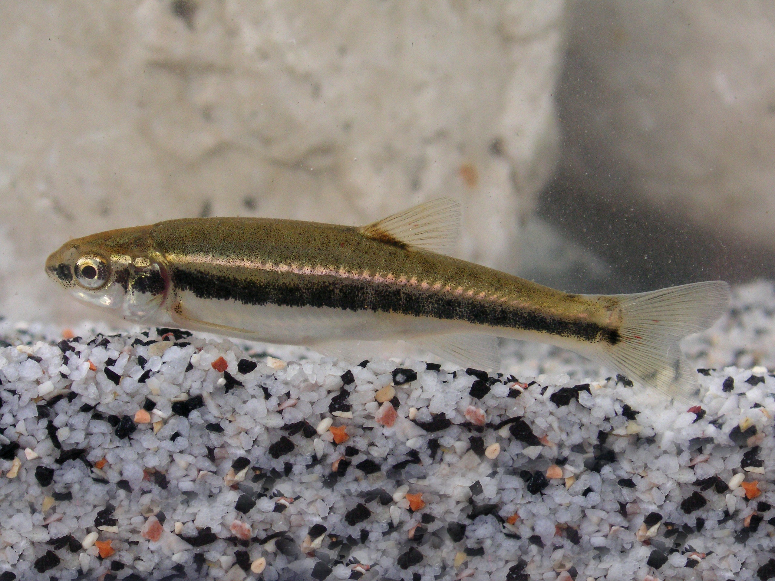 Tra le specie di pesci di piccole dimensioni figura la sanguinerola: raggiunge una lunghezza compresa tra i sei e i dieci centimetri, vive in branchi e appartiene all’ordine dei Cyprinidi, ma, a differenza dei suoi parenti, predilige acque ricche di ossigeno, come ad esempio il Lago di Braies. (Foto: USP/Ufficio provinciale Gestione fauna selvatica)