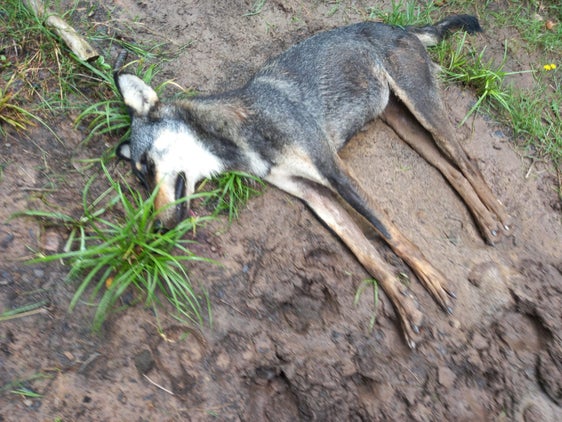 Dieser Wolf ist am heutigen 4. September tot in Radein aufgefunden worden. Morgen wird er dem Institut für Tierseuchenbekämpfung zur Analyse übergeben. (Foto: LPA/Landesabteilung Forstwirtschaft)