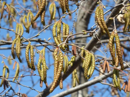 Die Blütenkätzchen der Hopfenbuche öffnen sich: Das sonnige Wetter fördert den Pollenflug. (Foto: Landesagentur für Umwelt und Klimaschutz/Edith Bucher)