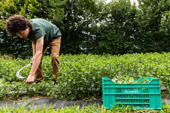 Kräuteranbau als interessante Nischenkultur (Foto: LPA/Laimburg Research Centre/Ivo Corrà)