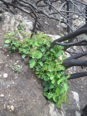 Nach dem Waldbrand haben sich auch neue Triebe gebildet. (Foto: LPA/Forstinspektorat Schlanders)