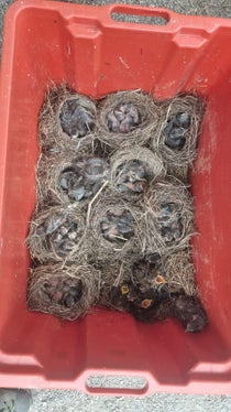 Mitarbeiter der Landesforstbehörde haben die heruntergerissenen Nester mit Vögeln an das Vogelpflegezentrum Dorf Tirol übergeben. (Foto: LPA/Forststation Lana)