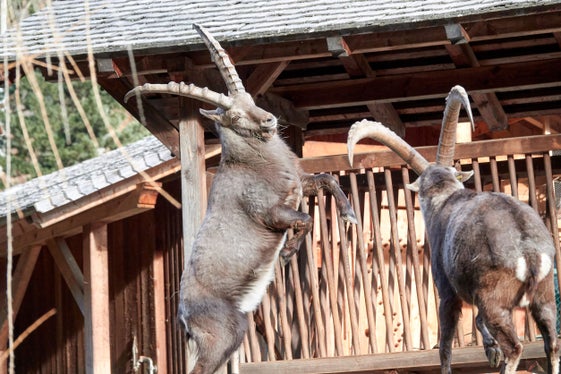 Am Tag der Museen findet im Wildgehege des Bunker Mooseums im Passeiertal eine Steinbockfütterung statt. (Foto: LPA/MuseumHinterPasseier)