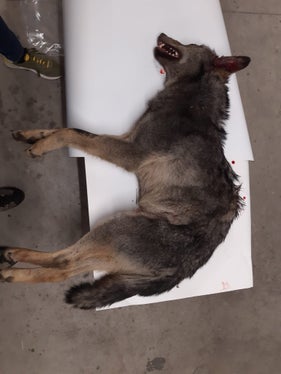 Nella notte del 10 aprile, una lupa è stata investita sulla strada statale del Brennero, vicino alla zona industriale di Salorno. (Foto: USP/Ufficio provinciale Gestione fauna selvatica)