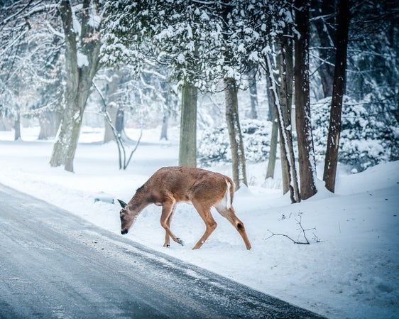 Gli animali selvatici percepiscono il colore blu come minaccioso e quindi di solito fuggono (Foto: Pexels)
