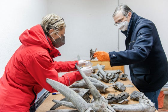 Zoologin Petra Kranebitter (l.) und Paläontologe Herwig Prinoth verpackten die Fundstücke in der Forststation St. Leonhard in 56 Säckchen, die dann in sieben Kisten verpackt ins Naturmuseum gebracht wurden. (Foto: LPA/Claudia Corrent)