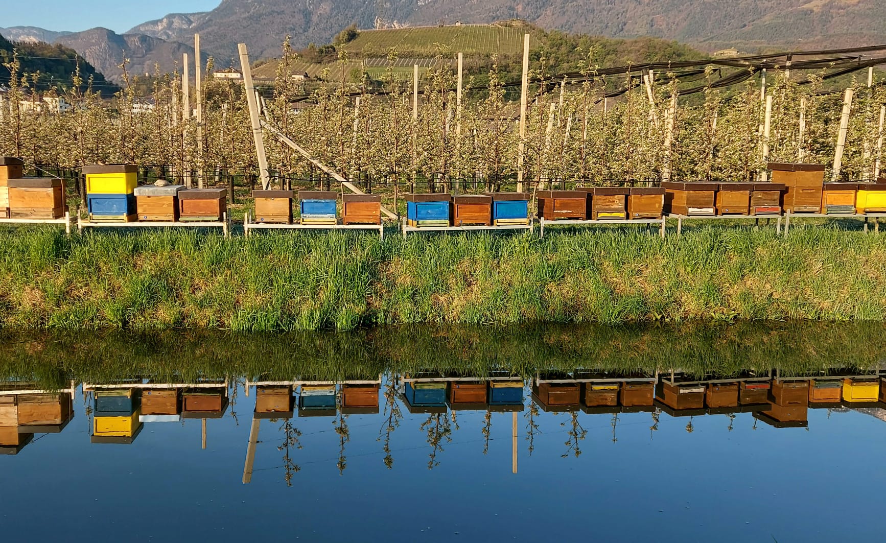 L'apicoltura è un servizio importante per l'ecosistema. Gli apicoltori e le associazioni di apicoltori ricevono pertanto sovvenzioni per le loro diverse attività. (Foto: ASP)