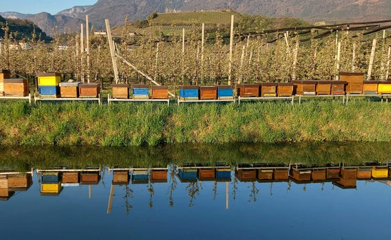 L'apicoltura è un servizio importante per l'ecosistema. Gli apicoltori e le associazioni di apicoltori ricevono pertanto sovvenzioni per le loro diverse attività. (Foto: ASP)