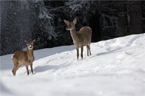 Um Wildtiere und Fahrende besser zu schützen, hat der Straßendienst des Landes auf neuralgischen Straßenabschnitten in Südtirol vor Weihnachten 750 zusätzliche Wildreflektoren angebracht. (Foto: Amt für Jagd und Fischerei)
