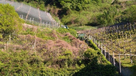 Aufgegebene oder ungepflegte Obst- und Rebanlagen stellen ein erhebliches phytosanitäres Risiko für den erwerbsmäßigen Obst- und Weinbau dar. Da dort keine regulären Pflanzenschutz- und Pflegemaßnahmen mehr durchgeführt werden, können sie sich ungehindert zu Erregerherden entwickeln. (Foto: LPA/Landespflanzenschutzdienst im Landesamt für Obst- und Weinbau in der Landesabteilung Landwirtschaft)