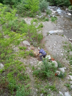 Neophyten können heimische Arten aus ihrem Lebensraum verdrängen: Peter Rainer, Mitarbeiter im Landesamt für Natur, beim Entfernen von Südamerikanischem Pampasgras links der Falschauer in Lana. (Foto: LPA/Landesamt für Natur)