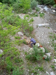 Neophyten können heimische Arten aus ihrem Lebensraum verdrängen: Peter Rainer, Mitarbeiter im Landesamt für Natur, beim Entfernen von Südamerikanischem Pampasgras links der Falschauer in Lana. (Foto: LPA/Landesamt für Natur)