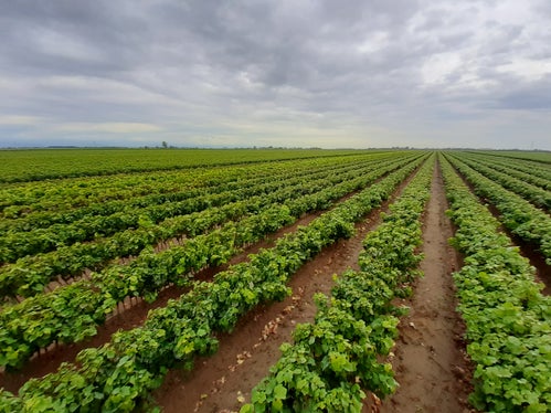 Von Südtirol betriebene Rebschule im Veneto (Foto: LPA/Landespflanzenschutzdienst in der Landesabteilung Landwirtschaft)