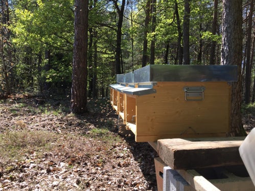 Wald-, Wiesen-, Blüten-, Akazien-, Kastanienhonig: die Vielfalt ist groß. Die Imkerei wird gefördert. (Foto: LPA)