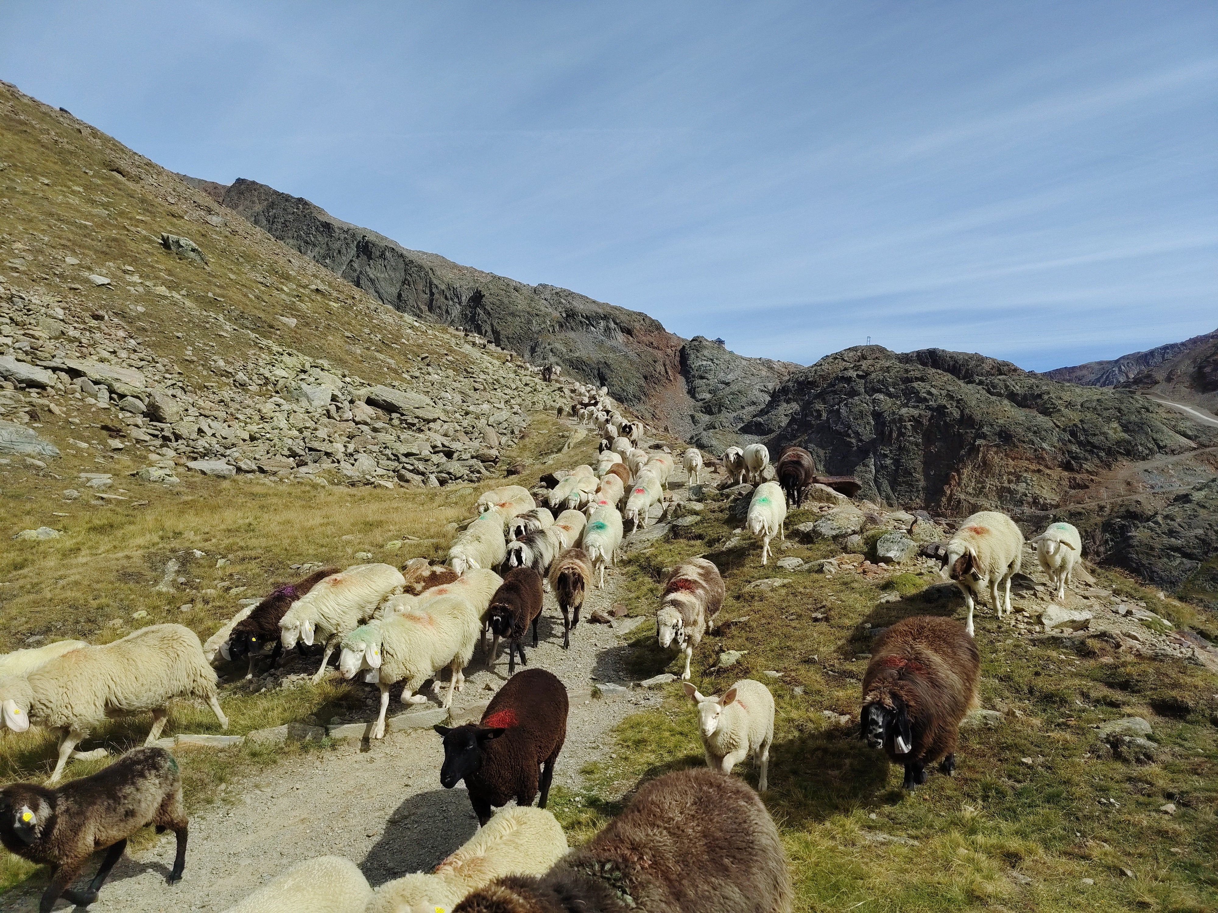La transumanza in Val Senales vanta una lunga tradizione: risale infatti ai diritti di pascolo del XIV secolo. (Foto: USP/Marcella Morandini)