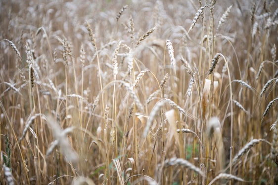 La Provincia sostiene la coltivazione di cereali locali e la produzione di Regiograno sovvenzionando l'acquisto di macchinari per la raccolta. (Foto: IDM/Alex Filz)