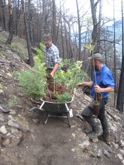 Dopo l'incendio boschivo a Laces, gli operai dell'Ispettorato forestale di Silandro hanno iniziato immediatamente a ripulire l'area e a rimboschire con legno duro le aree di bosco protettivo pesantemente colpite dal rogo dello scorso anno. (Foto: USP/Ispettorato forestale di Silandro)