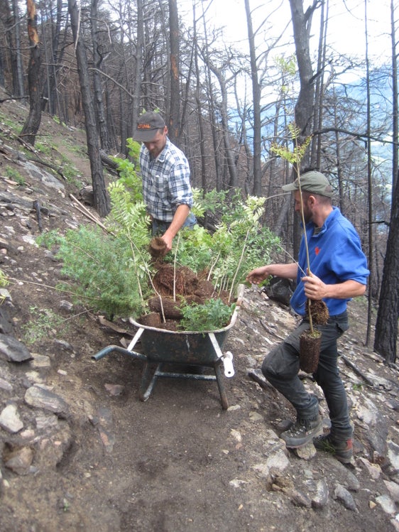 Die Forstarbeiter des Forstinspektorates Schlanders haben nach dem Waldbrand in Latsch umgehend mit den Aufräumarbeiten im Gelände begonnen und stark betroffene Schutzwaldbereiche mit Laubholz aufgeforstet. (Foto: LPA/Forstinspektorat Schlanders)