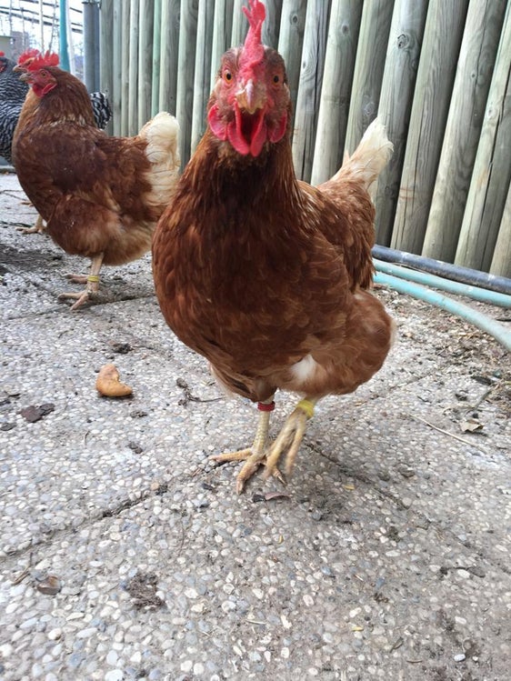 Attualmente, secondo le raccomandazioni del Servizio veterinario, i polli vanno tenuti e nutriti al chiuso per proteggersi dal virus dell'influenza aviaria (Foto: ASP)
