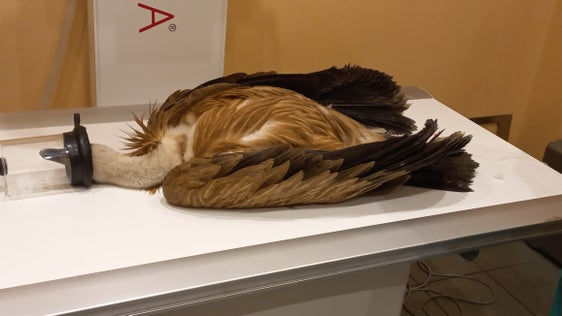 In einer Tierklinik wurde der junge Gänsegeier untersucht und dann ins Friaul zur weiteren Pflege gebracht – am vergangenen Sonntag war er in einem Garten in Leifers gefunden worden. (Foto: LPA/Landesforstkorps)