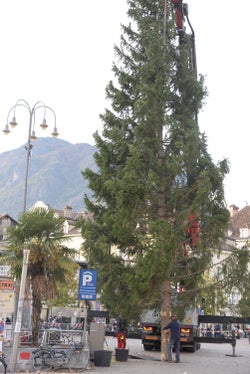 Fachgerechte Fixierung: Tischler und Gärtner der Gemeinde Bozen waren heute rund eine Stunde mit Abladen und Verankern des Baumes befasst. (Foto: LPA/Maja Clara)