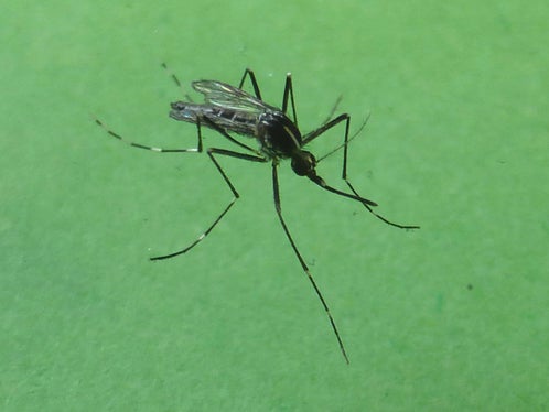 La zanzara tigre è un insetto invasivo, aggressivo e pungente, proveniente originariamente dal Sud Est Asiatico; a partire dagli anni ’90 si è diffuso in diverse regioni italiane e dal 2010 è presente anche in Alto Adige (Foto: Appa Bolzano/E. Bucher)