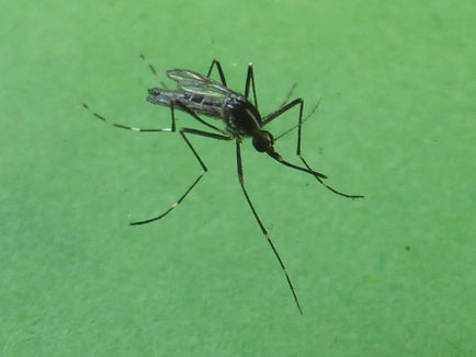La zanzara tigre è un insetto invasivo, aggressivo e pungente, proveniente originariamente dal Sud Est Asiatico; a partire dagli anni ’90 si è diffuso in diverse regioni italiane e dal 2010 è presente anche in Alto Adige (Foto: Appa Bolzano/E. Bucher)