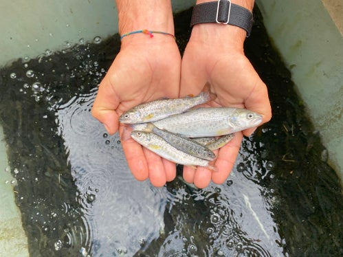 Acht Monate alter Besatz der Marmorierten Forelle im Aquatischen Artenschutzzentrum. (Foto: LPA/Aquatisches Artenschutzzentrum)