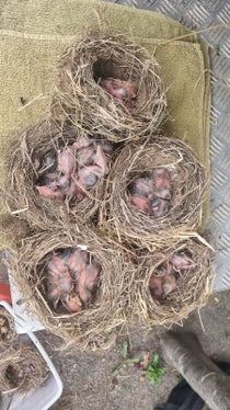 Mitarbeiter des Landesforstkorps haben die heruntergerissenen Nester mit Vögeln an das Vogelpflegezentrum Dorf Tirol übergeben. (Foto: LPA/Forststation Lana)