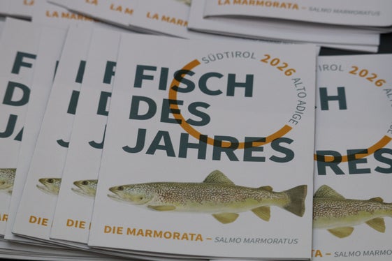 Die Marmorata ist Thema einer Fachtagung und Fisch des Jahres 2026 (Foto: LPA/Maja Clara)