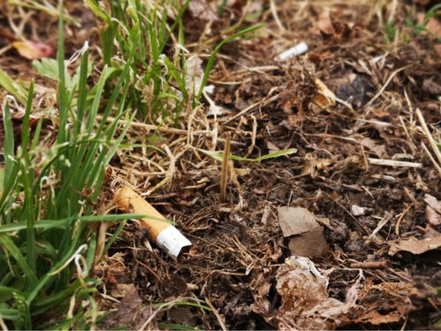 Abbandonare i mozziconi di sigaretta nella natura comporta gravi conseguenze: la degradazione avviene solo dopo sette anni (Foto: Ufficio Natura)