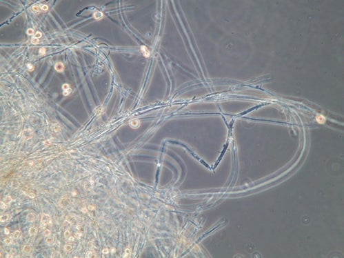 Bereits im Jahr 2021 hatte die Agentur für Umwelt und Klimaschutz insgesamt 440 Proben analysiert. (Photo Agentur für Umwelt und Klimaschutz)