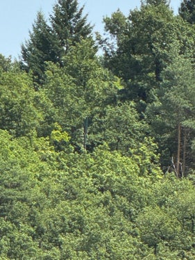 Il pilone trasmettitore non deturpa il paesaggio del bosco di Monticolo. (Foto: RAS)