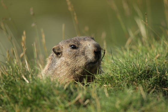 Murmeltiere sind in Südtirol jagdbare Tiere, sie leben in unterirdischen Bauten auf Almwiesen mit Weitsicht. (Foto: LPA/Alberto Palmarin)