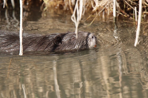 Die Nutria steht seit 2016 auf der EU-Liste der invasiven, gebietsfremden Arten und gilt als Gefahr für die heimischen Ökosysteme und die Stabilität von Ufern. (Foto: LPA/Landesamt für Wildtiermanagement)