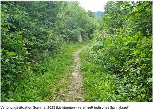 Projekt Waldheim in Bruneck: Verjüngungssituation im Sommer 2025. (Foto: LPA/Forststation Bruneck)