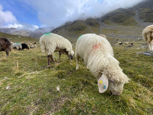 Die UNESCO hat die Transhumanz 2019 zum Immateriellen Kulturerbe der Menschheit erklärt. In Südtirol erfolgen die Schafwandertriebe vom Schnalstal (im Bild) und Passeiertal ins Ötztal. (Foto: Gnews)
