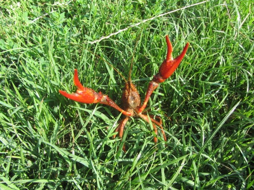 Hübsch anzusehen, aber bedrohlich für die heimische Tierwelt: Der Rote Amerikanische Sumpfkrebs. (Foto: LPA/Forststation Kaltern)