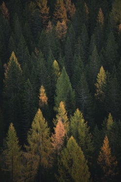 Circa la metà del territorio altoatesino è ricoperta da foreste, ma il cambiamento climatico ha causato svariati danni. La tematica del benessere del bosco verrà affrontata in una conferenza stampa (Foto: unsplash)