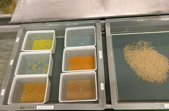 Eier im Bruthaus des Aquatischen Artenschutzzentrums. (Foto: LPA/Aquatisches Artenschutzzentrum)