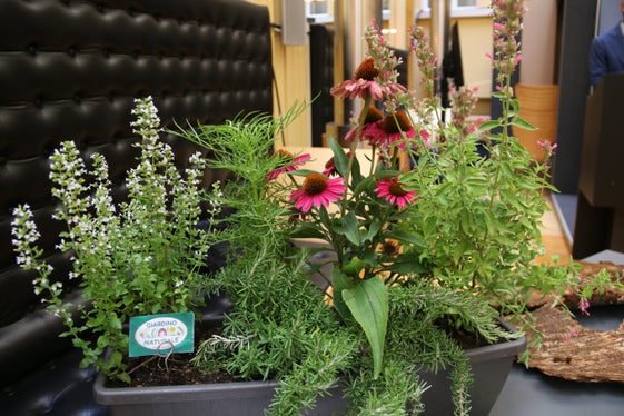 Biodiversität ist einer der Forschungsschwerpunkte im Versuchszentrum Laimburg - im Bild bei der Pressekonferenz vorgestellte Beispiele an Pflanzen, die in diese Richtung erforscht werden. (Foto: LPA/Matilde Ciriani)  